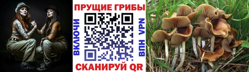 OMG tor  Гай  Псилоцибиновые грибы GOLDEN TEACHER 